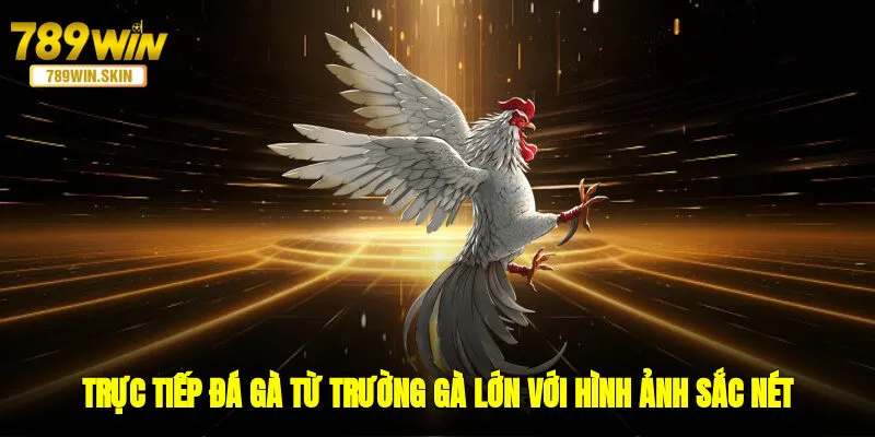 Trực tiếp đá gà từ trường gà lớn với hình ảnh sắc nét