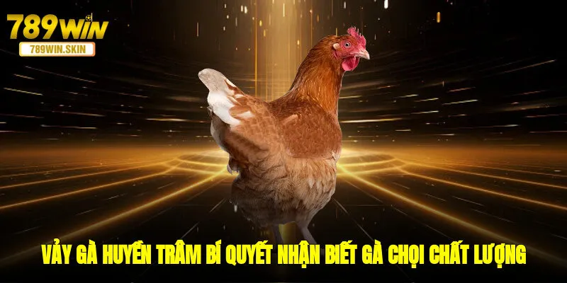 Vảy Gà Huyền Trâm - Bí Quyết Nhận Biết Gà Chọi Chất Lượng