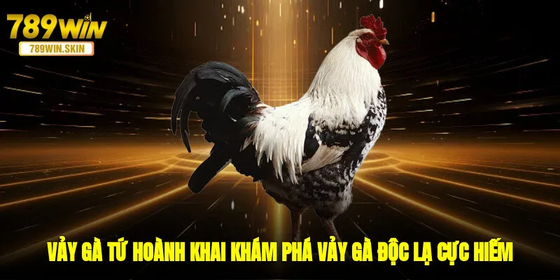 Vảy Gà Tứ Hoành Khai - Khám Phá Vảy Gà Độc Lạ Cực Hiếm
