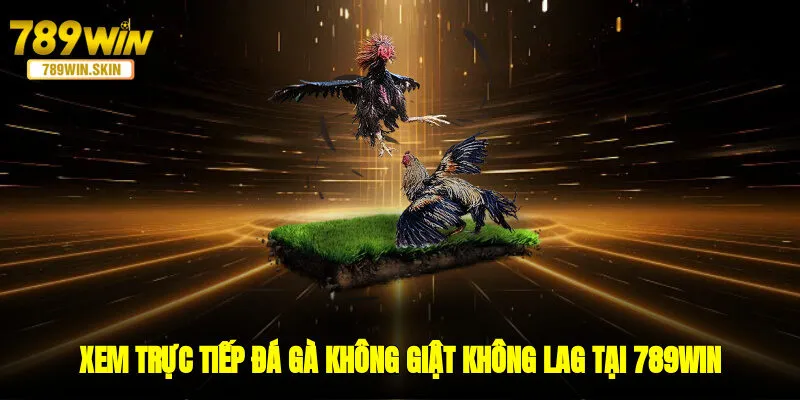 Xem Trực Tiếp Đá Gà Không Giật, Không Lag Tại 789win